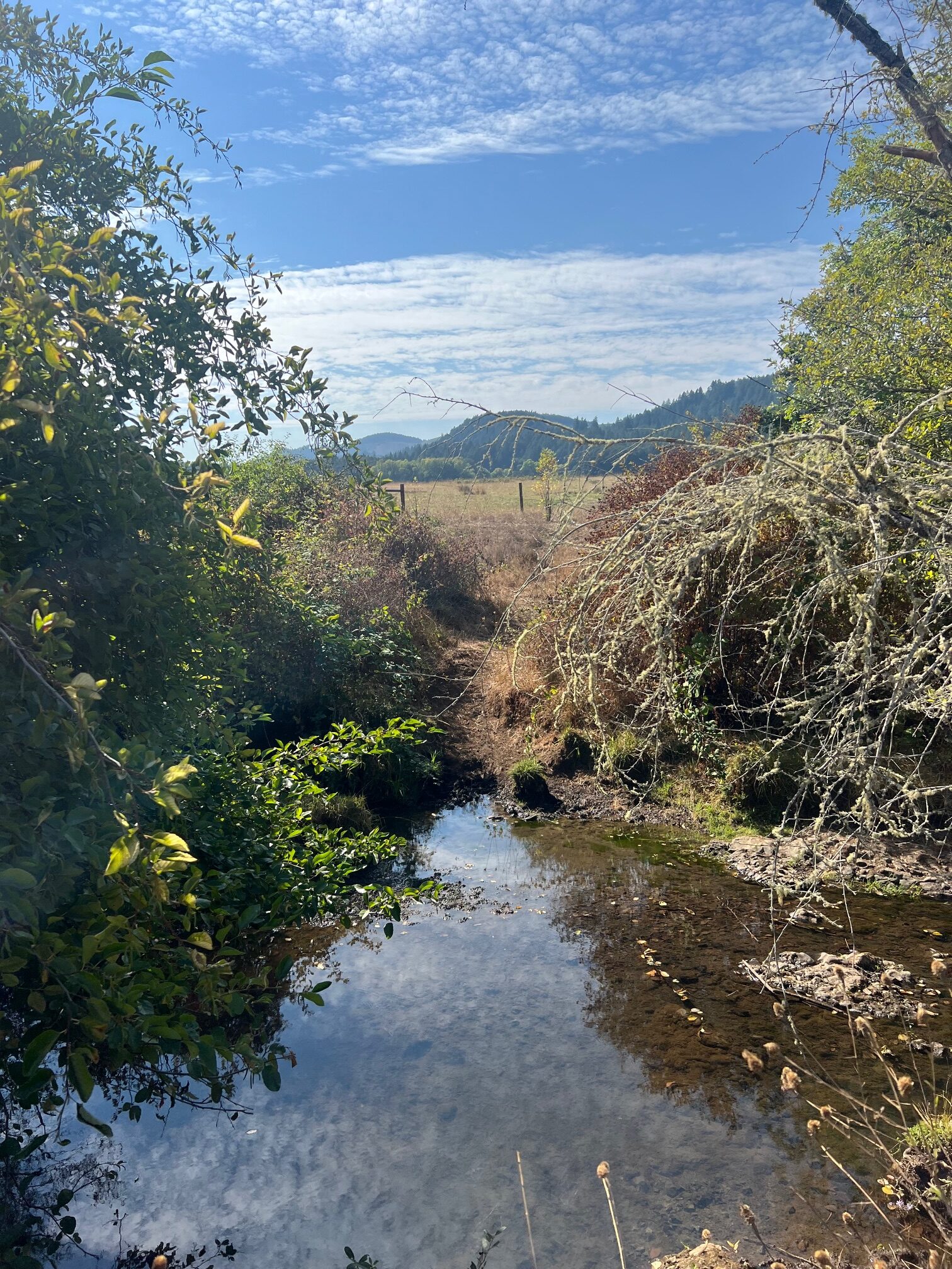 New Letitia Carson Legacy Project Newsletter