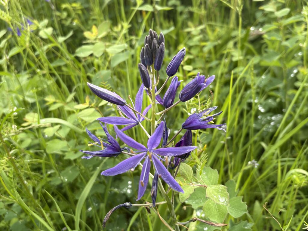 A cluster of purple wildflowers with pointed petals and unopened buds, surrounded by tall green grass and leaves, with water droplets visible on the foliage.
