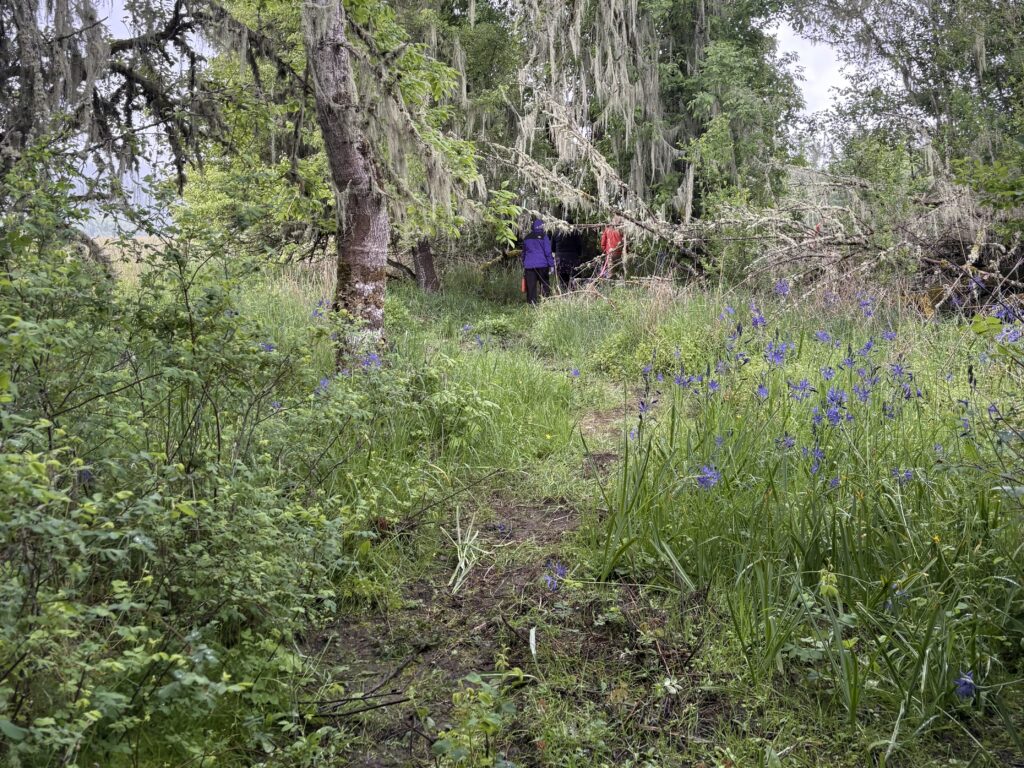 Two people walk on a forest trail surrounded by green plants, trees, and purple wildflowers, with fallen branches overhead.