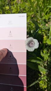 A hand holds a pink paint sample card next to a white flower with a purple center, comparing the colors against green grass in sunlight