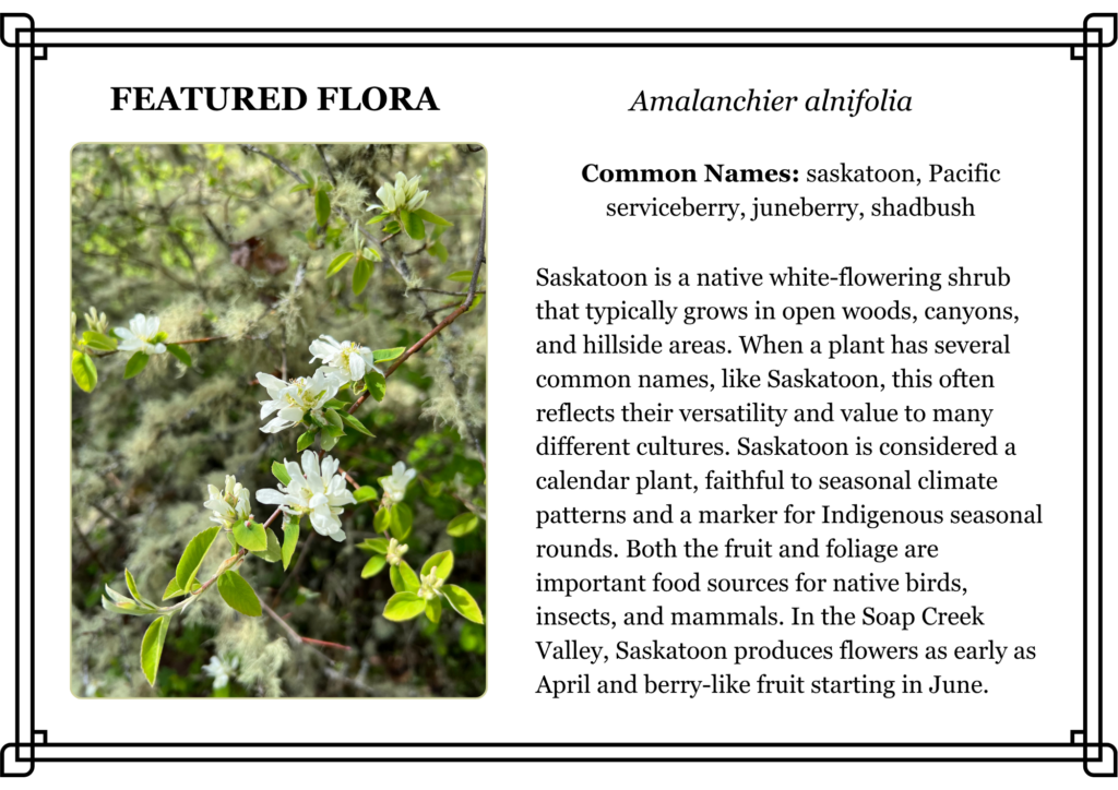 A white-flowering saskatoon shrub with green leaves is shown next to a text box detailing its common names, uses, and cultural significance