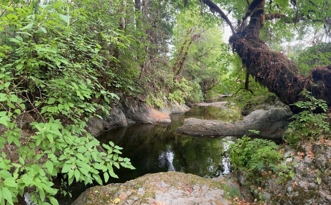A lush green forest with a rocky creek running through the center, surrounded by dense vegetation and overhanging trees