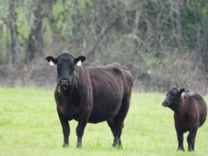 A black cow with an ear tag stands in a grassy field next to a black calf; trees and brush are visible in the background