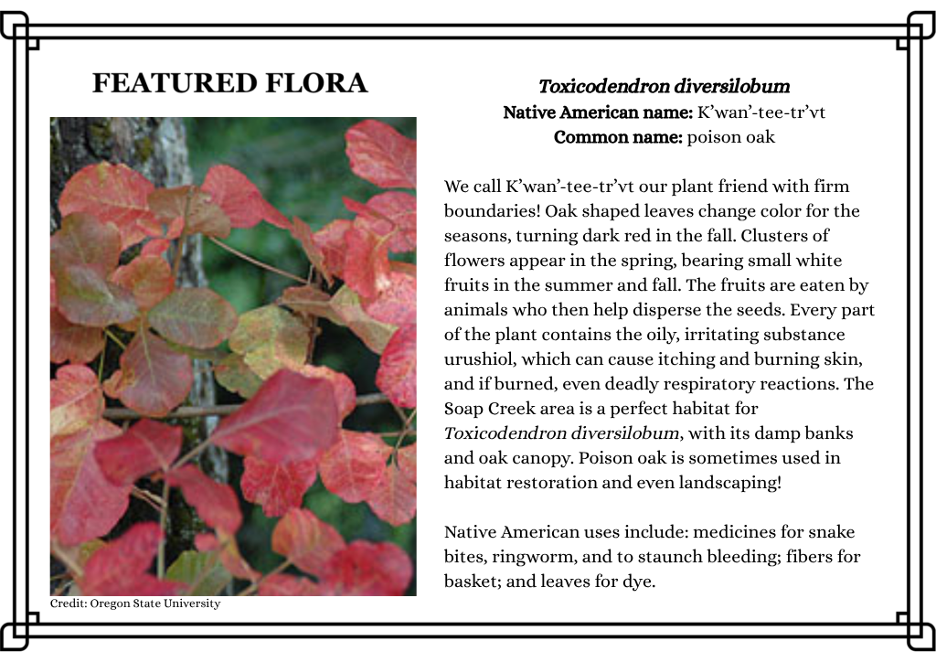 Cluster of red and green poison oak leaves with a botanical description, uses, and habitat information displayed beside the image. Find out what is the Letitia Carson Legacy Project doing while exploring these native plants—their significance, identification tips, and current educational initiatives highlighted for visitors.